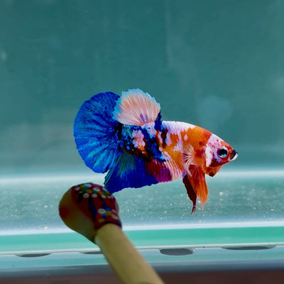 Koi Multicolor Half Orange S17 Plakat - Male Betta