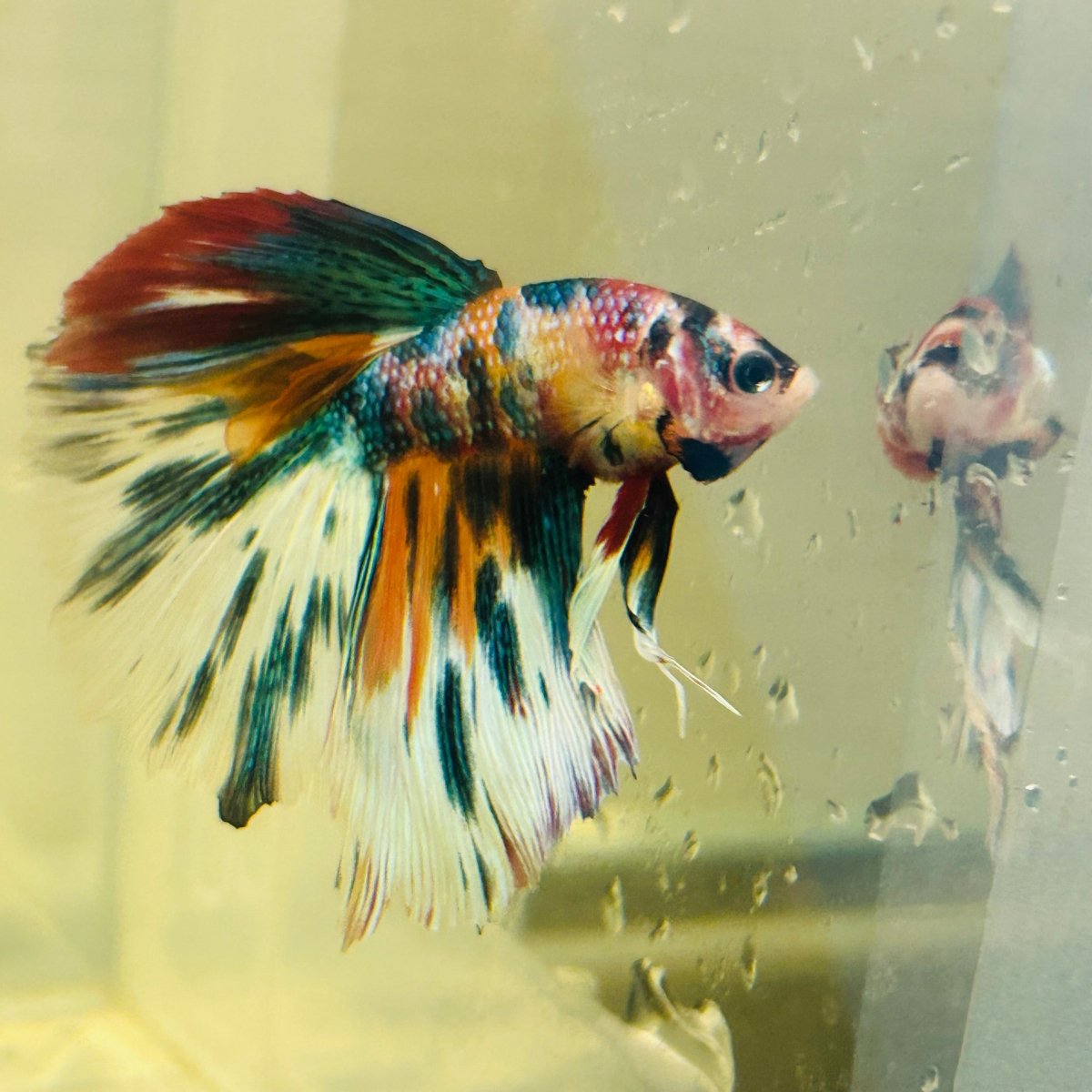Koi Multicolor Halfmoon - Male Betta A106