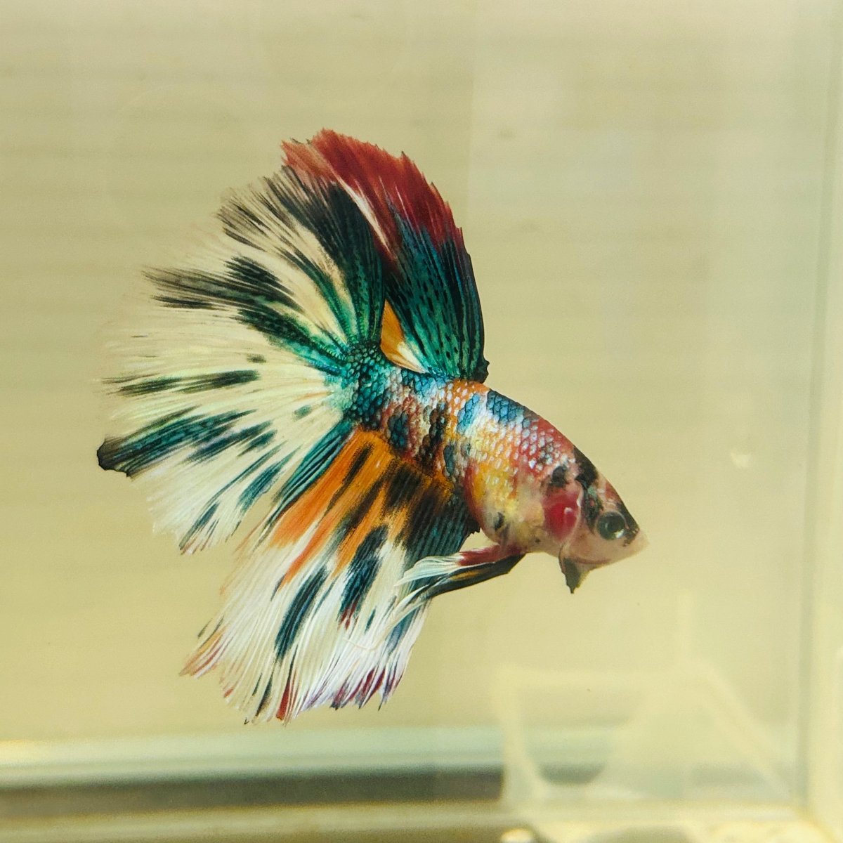 Koi Multicolor Halfmoon - Male Betta A106