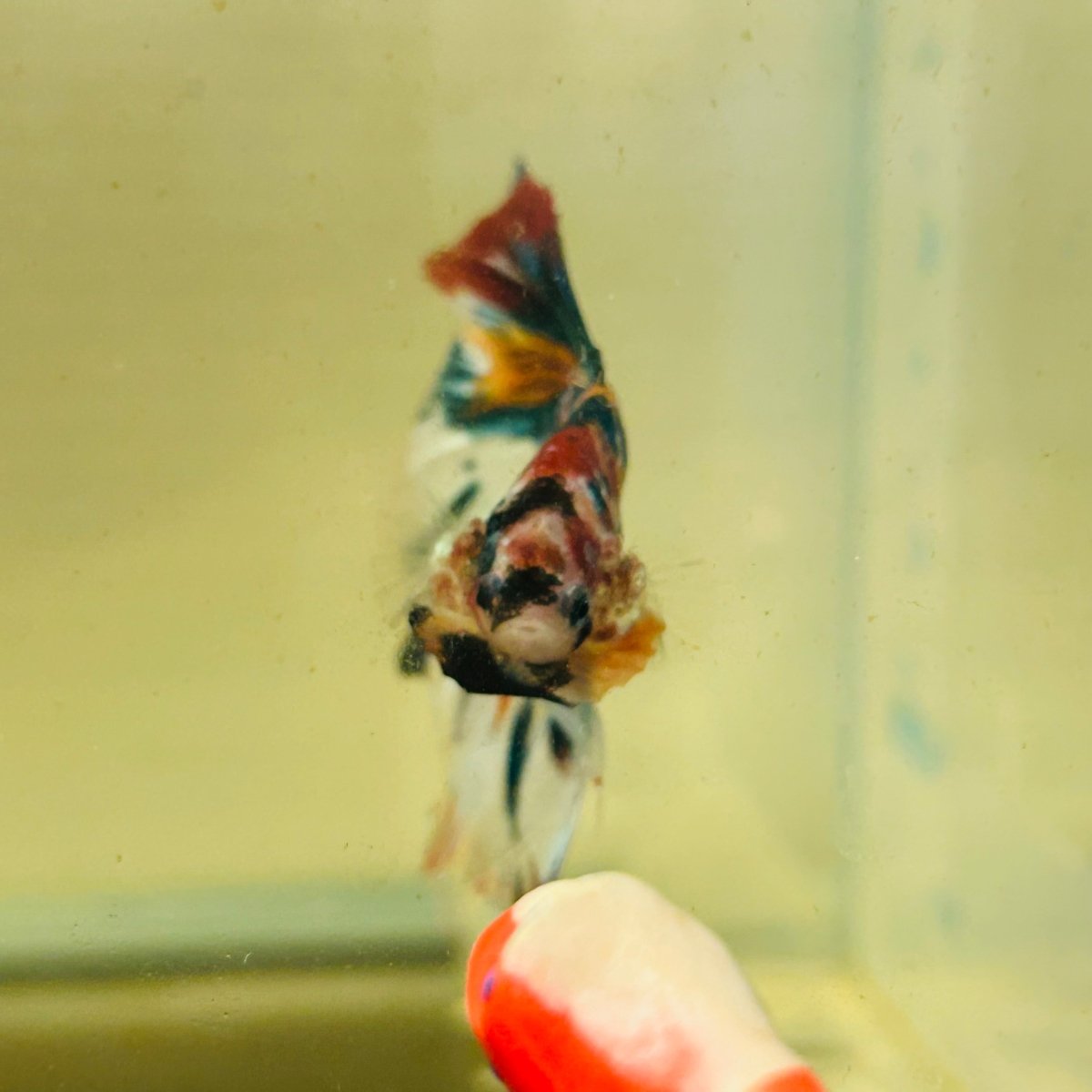 Koi Multicolor Halfmoon - Male Betta A106