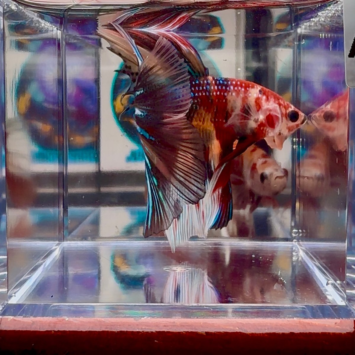 Koi Multicolor Metallic A140 Halfmoon - Male Betta