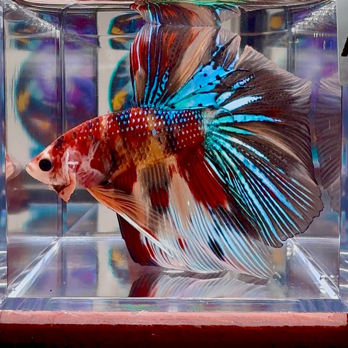 Koi Multicolor Metallic A140 Halfmoon - Male Betta