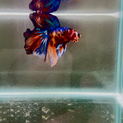 Koi Multicolor Metallic S42 Halfmoon - Male Betta