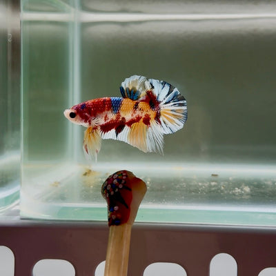 Koi Multicolor Metallic S44 Plakat - Male Betta