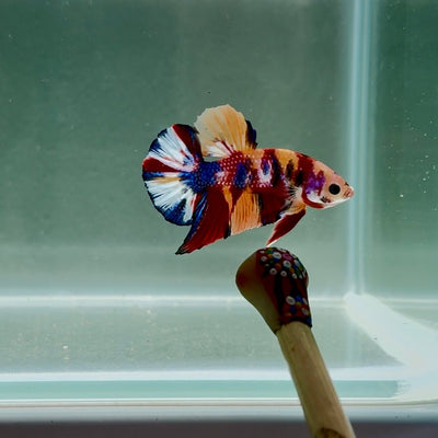 Koi Multicolor Metallic S46 Plakat - Male Betta