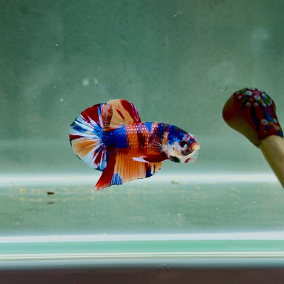 Koi Multicolor Metallic S47 Plakat - Male Betta