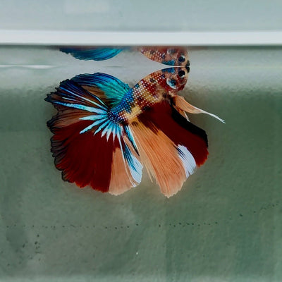 Koi Multicolor Metallic S53 Halfmoon - Male Betta