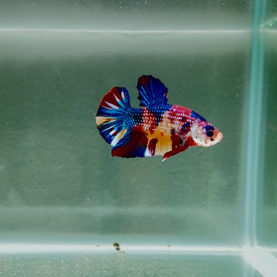 Koi Multicolor Metallic S56 Plakat - Male Betta