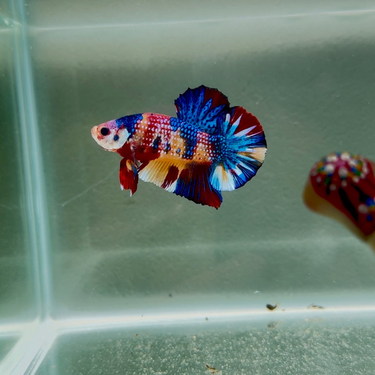 Koi Multicolor Metallic S56 Plakat - Male Betta