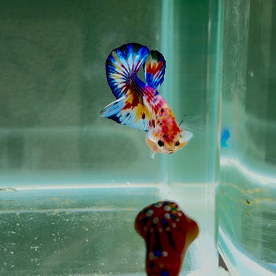 Koi Multicolor Metallic S63 Plakat - Male Betta