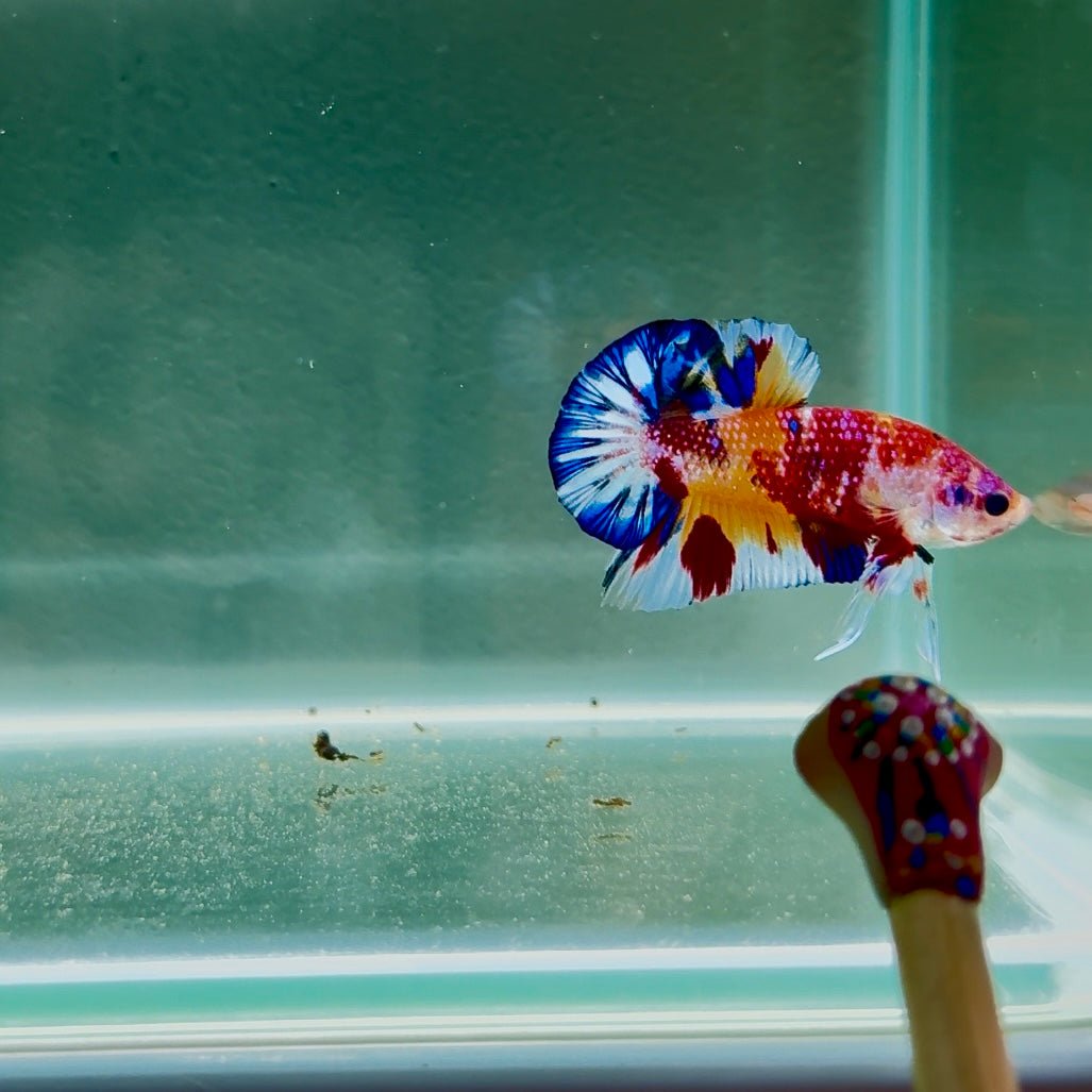 Koi Multicolor Metallic S64 Plakat - Male Betta