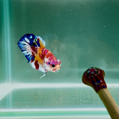 Koi Multicolor Metallic S64 Plakat - Male Betta