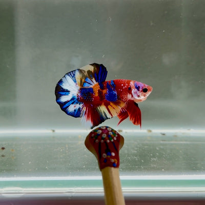 Koi Multicolor Metallic S65 Plakat - Male Betta