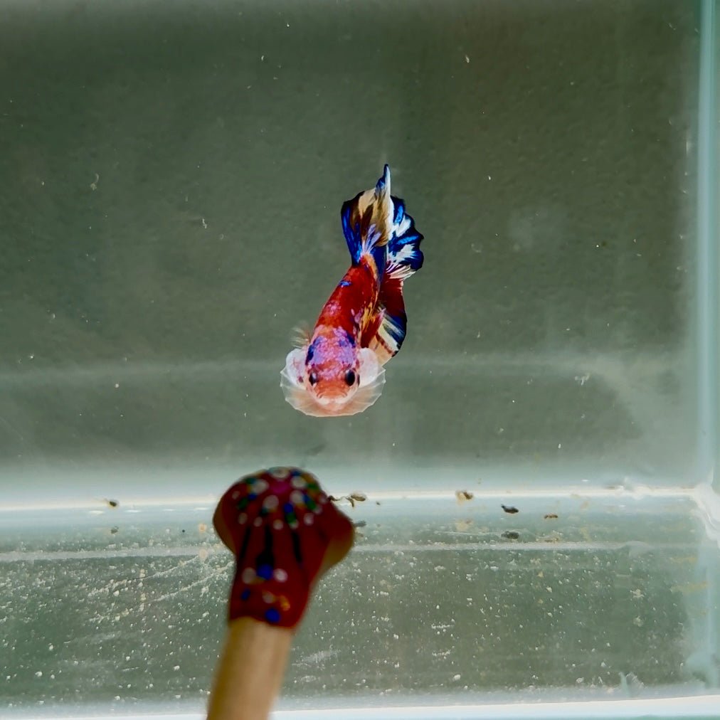 Koi Multicolor Metallic S65 Plakat - Male Betta