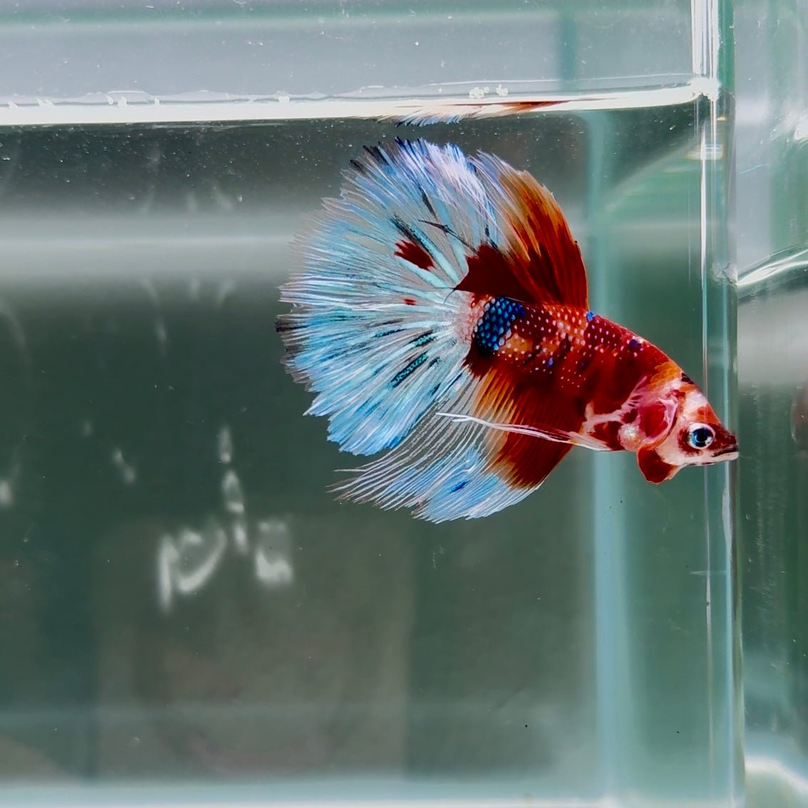 Koi Multicolor Metallic S66 Halfmoon - Male Betta