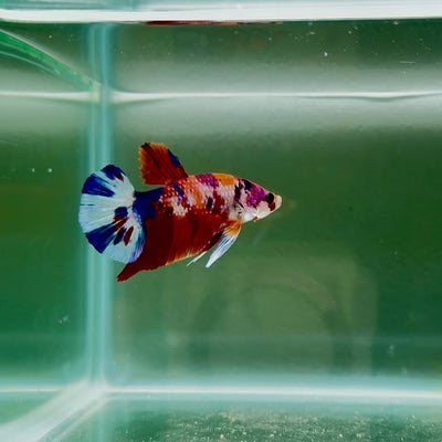 Koi Multicolor Metallic S75 Plakat - Male Betta