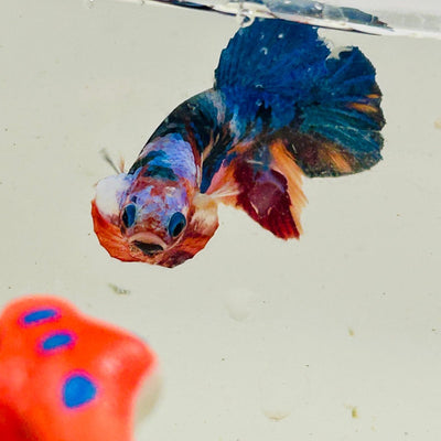Koi Multicolor Plakat - Male Betta 060
