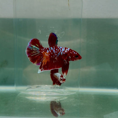 Koi Multicolor Plakat - Male Betta 188