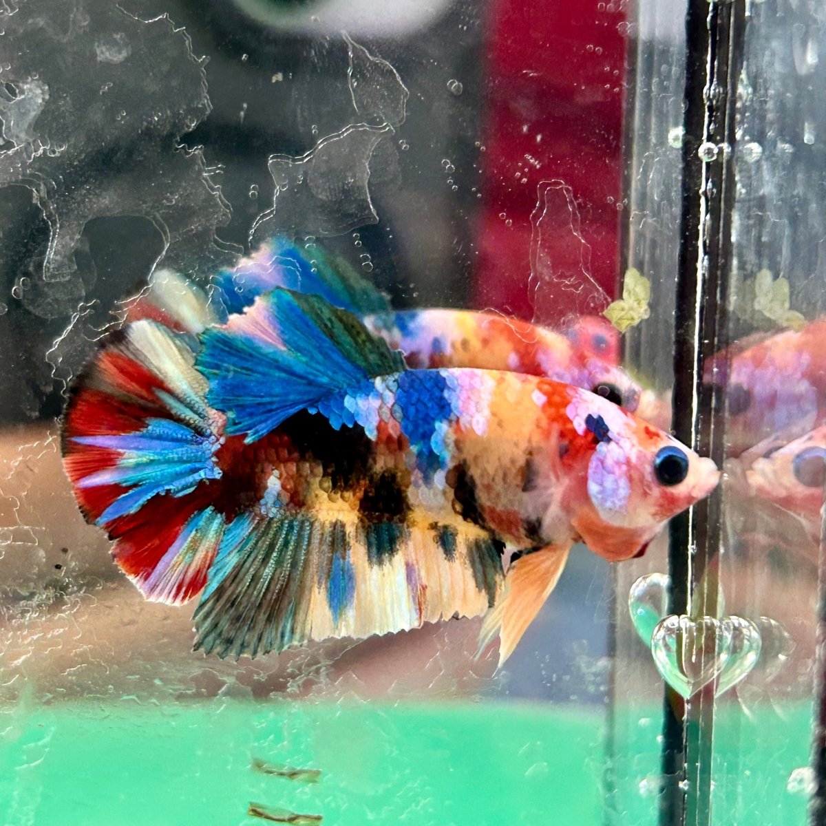 Koi Multicolor Plakat - Male Betta 197