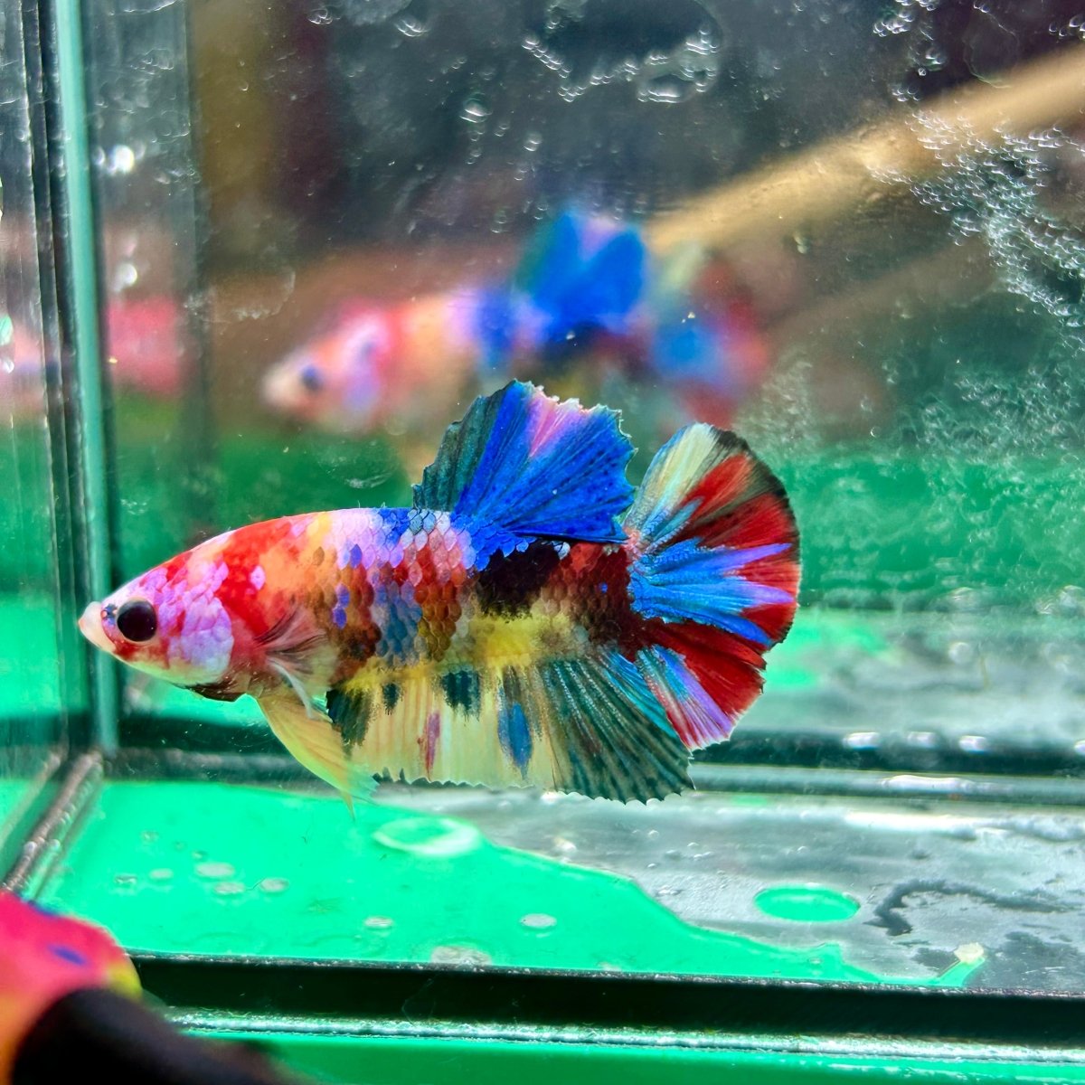 Koi Multicolor Plakat - Male Betta 197