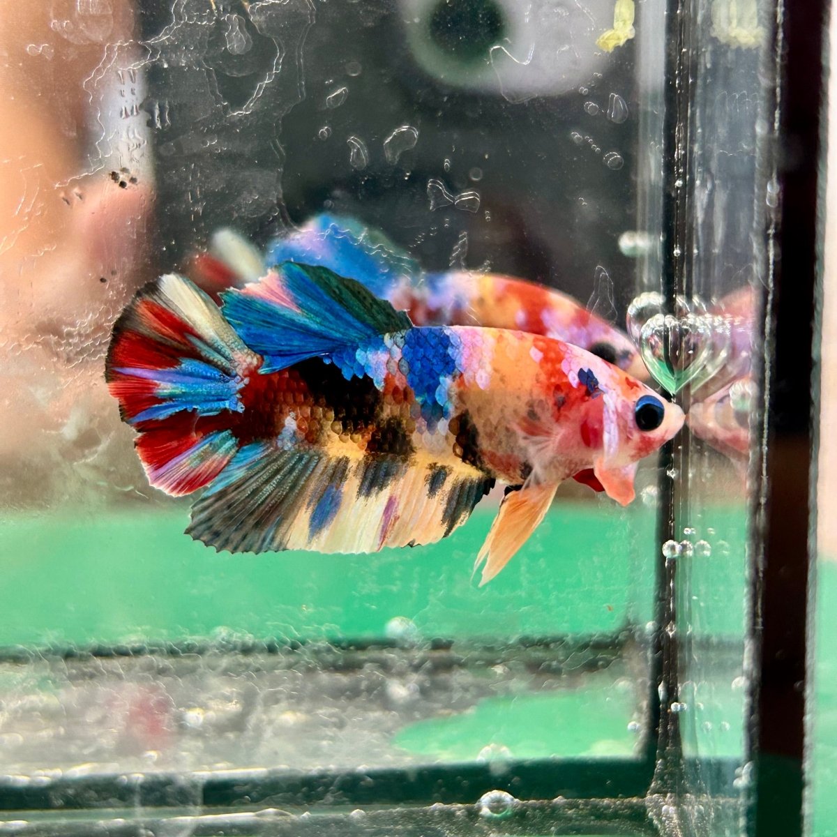 Koi Multicolor Plakat - Male Betta 197