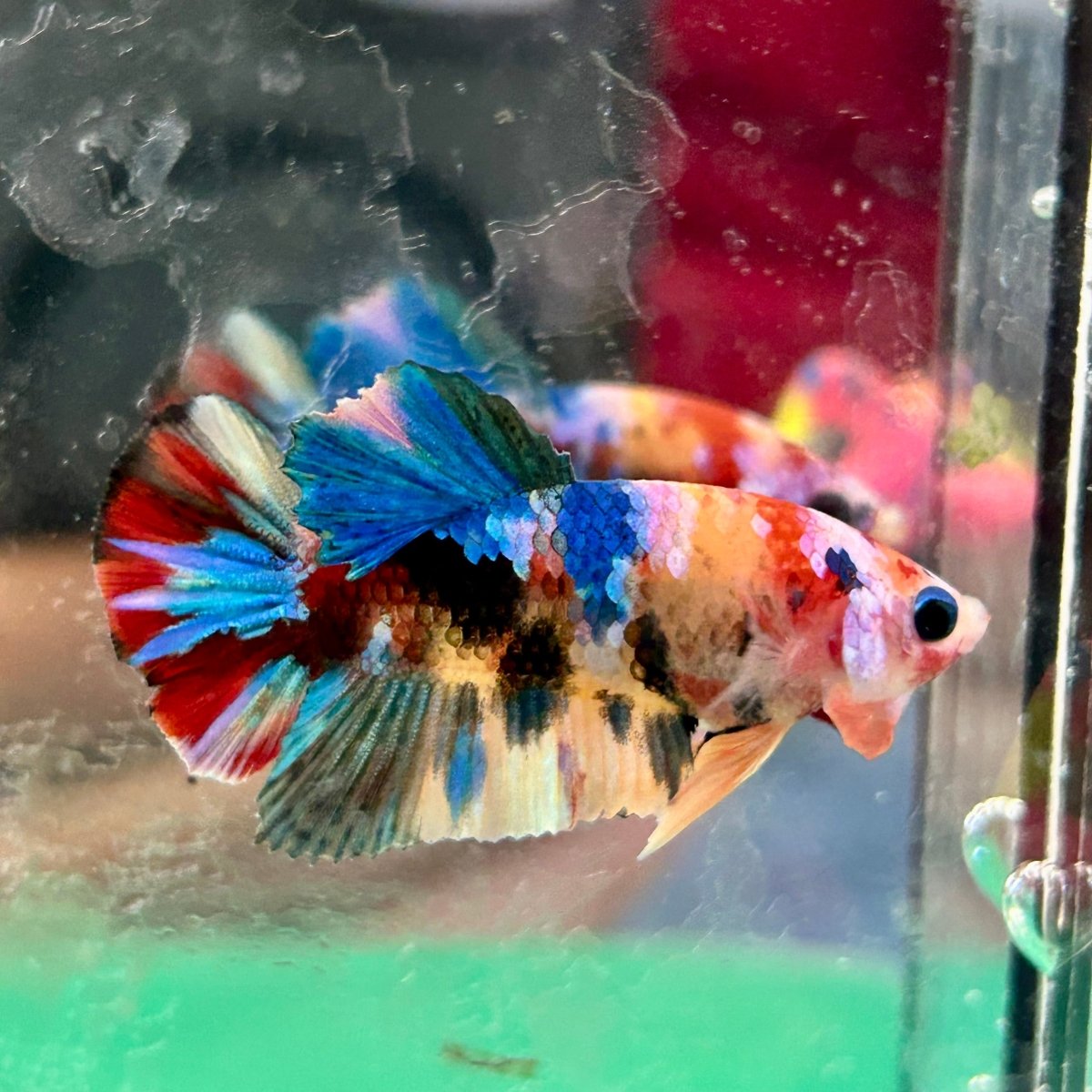 Koi Multicolor Plakat - Male Betta 197