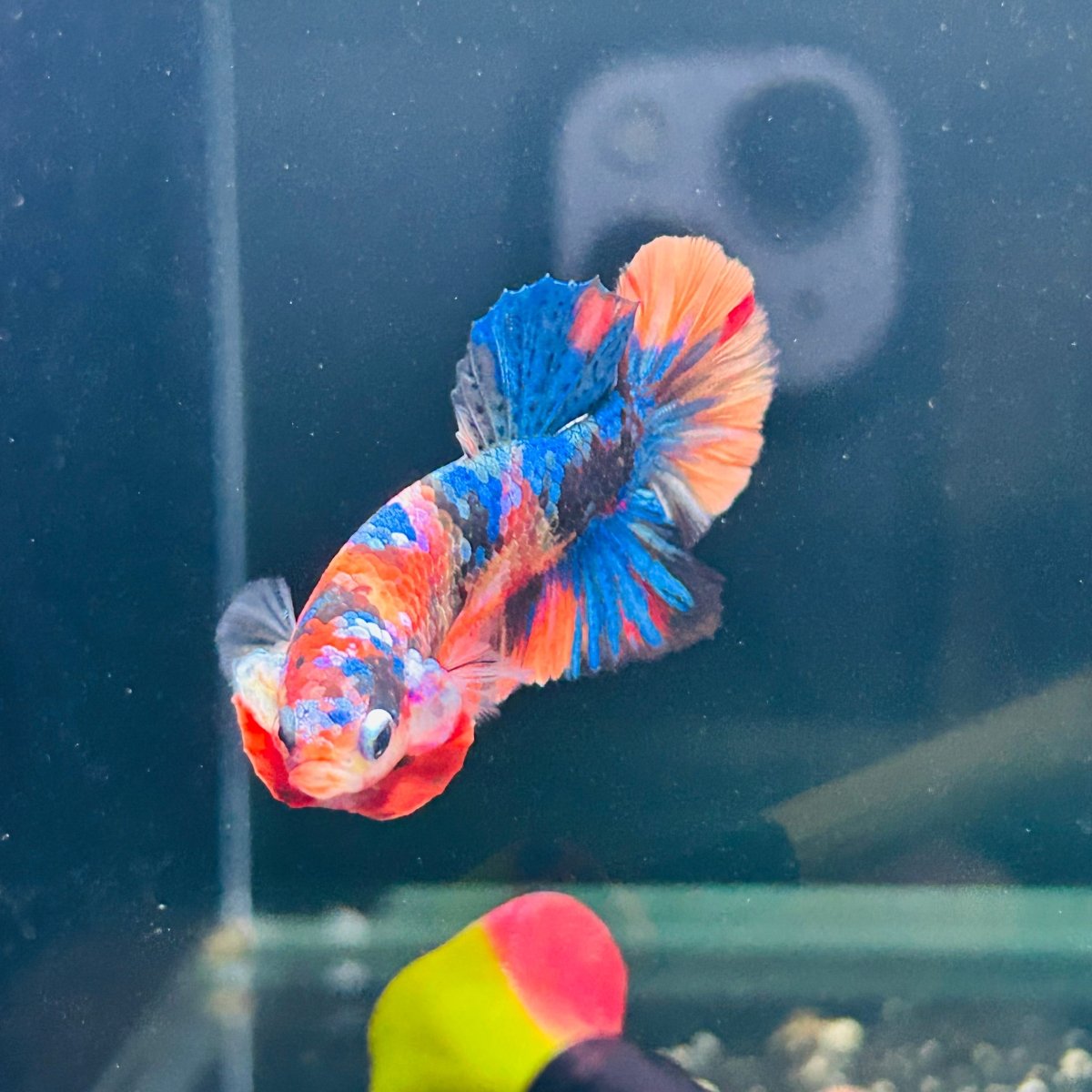 Koi Multicolor Plakat - Male Betta A112