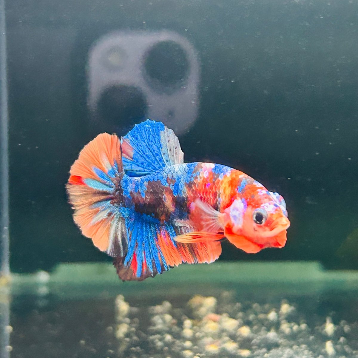 Koi Multicolor Plakat - Male Betta A112