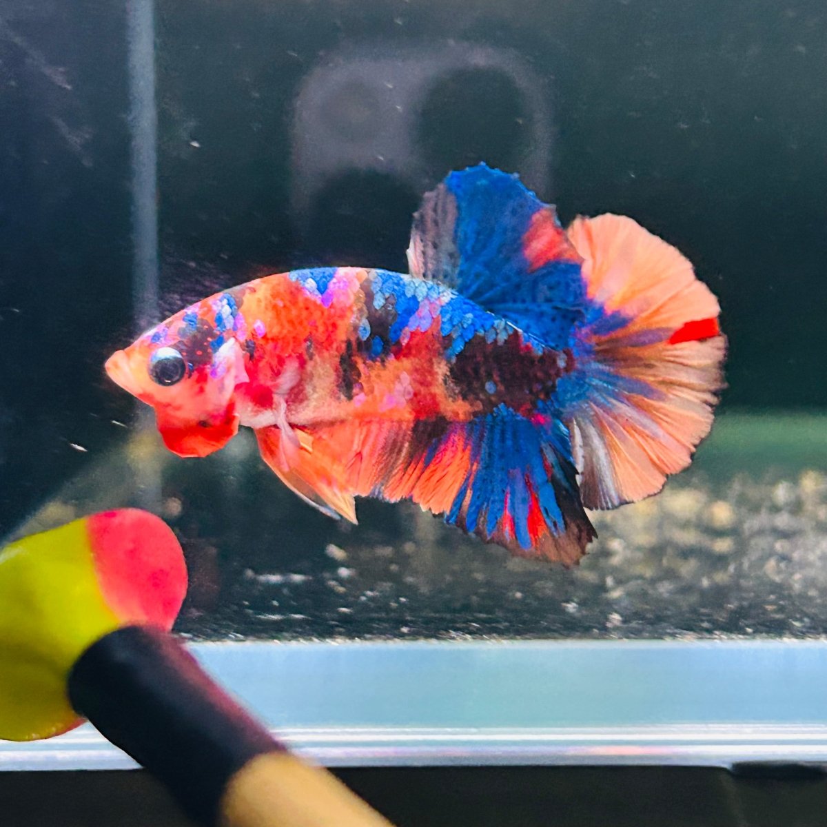 Koi Multicolor Plakat - Male Betta A112