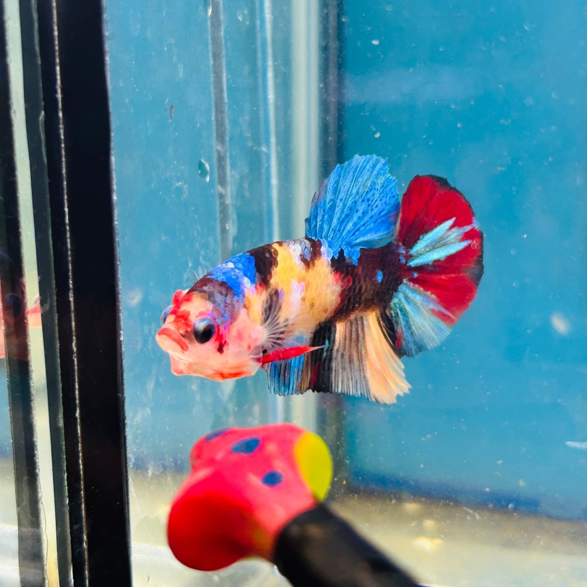 Koi Multicolor Plakat - Male Betta A81
