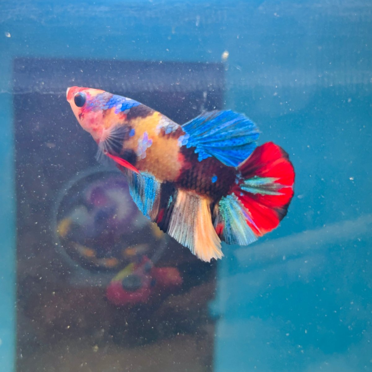 Koi Multicolor Plakat - Male Betta A81