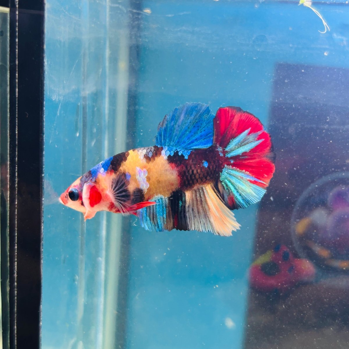 Koi Multicolor Plakat - Male Betta A81