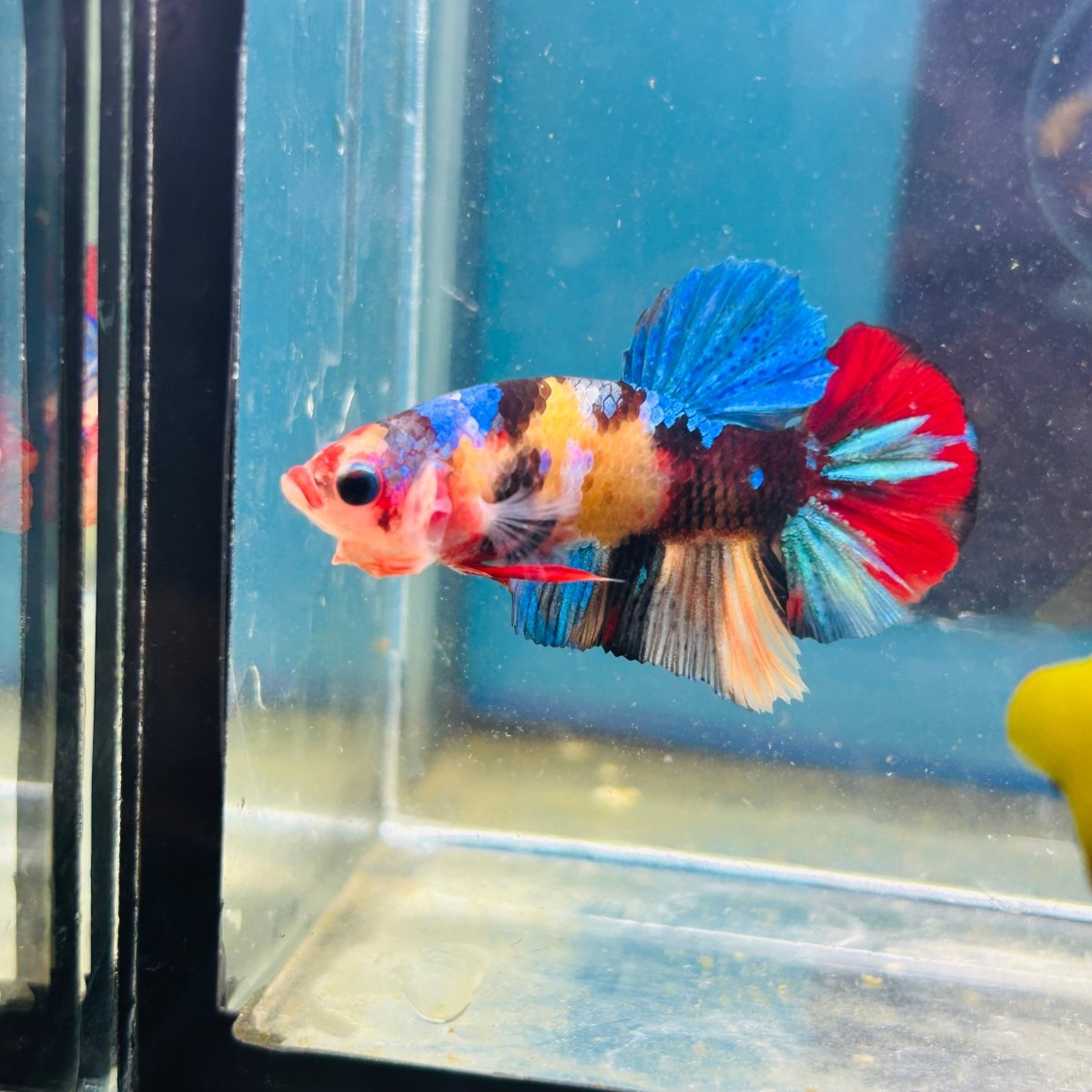 Koi Multicolor Plakat - Male Betta A81