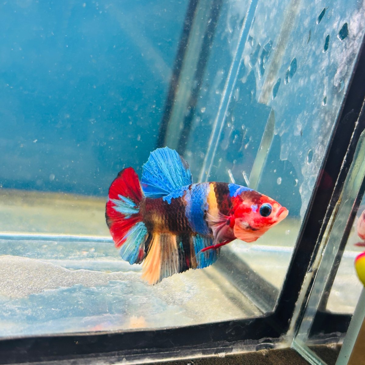 Koi Multicolor Plakat - Male Betta A81