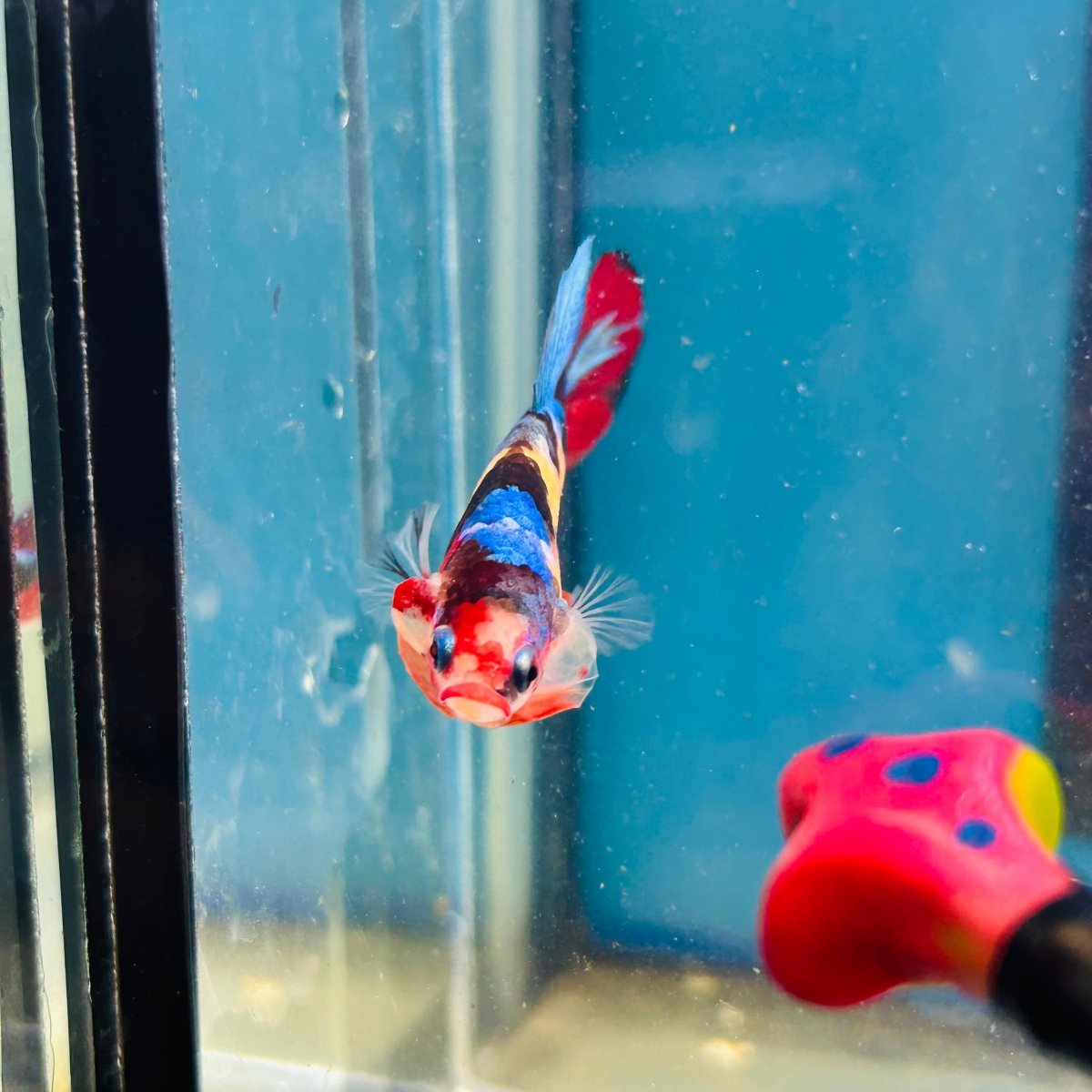 Koi Multicolor Plakat - Male Betta A81