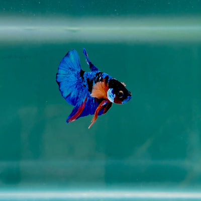 Koi Multicolor S18 Plakat - Male Betta