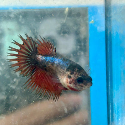 Koi Mustard Crowntail - Female Betta