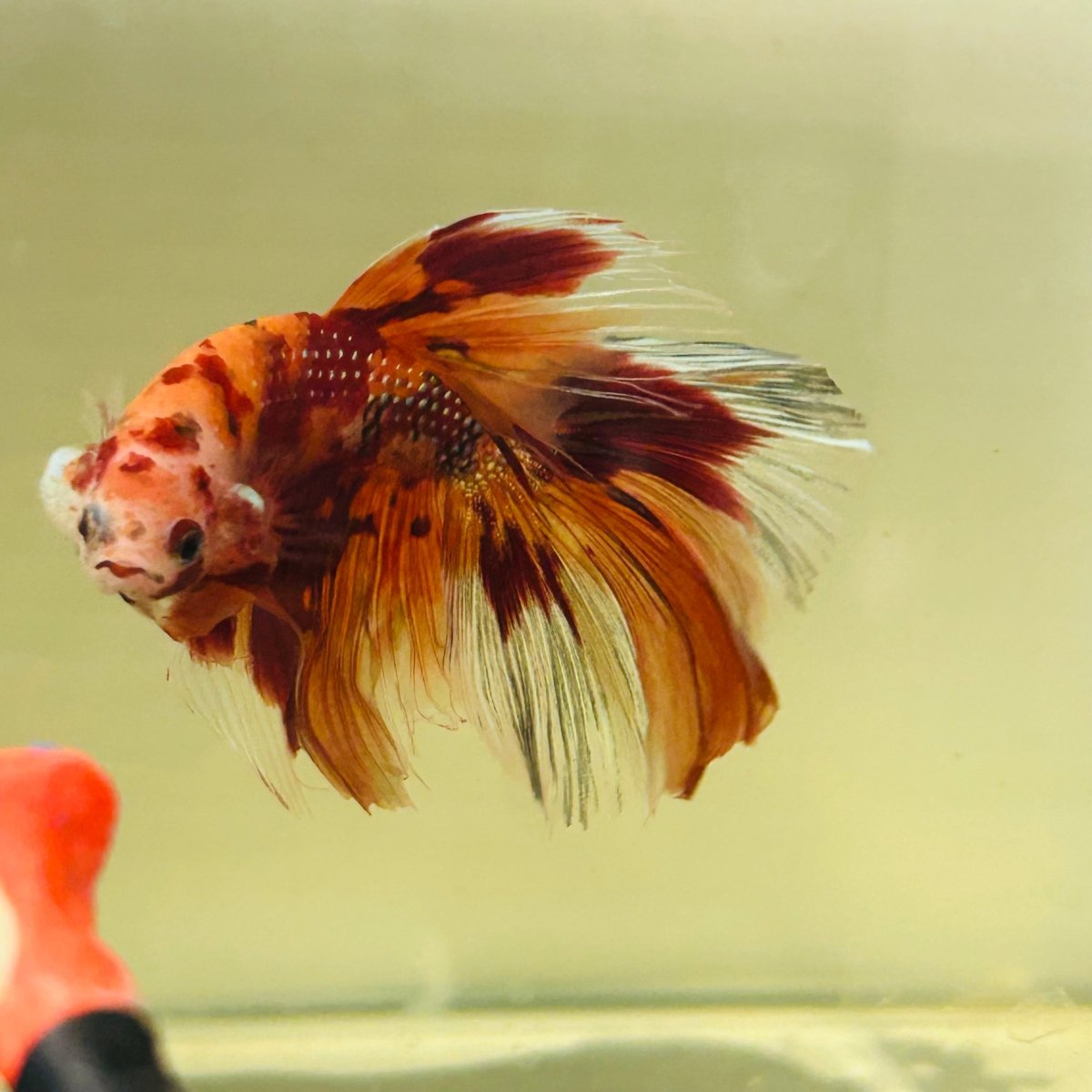 Koi Nemo Halfmoon - Male Betta A105