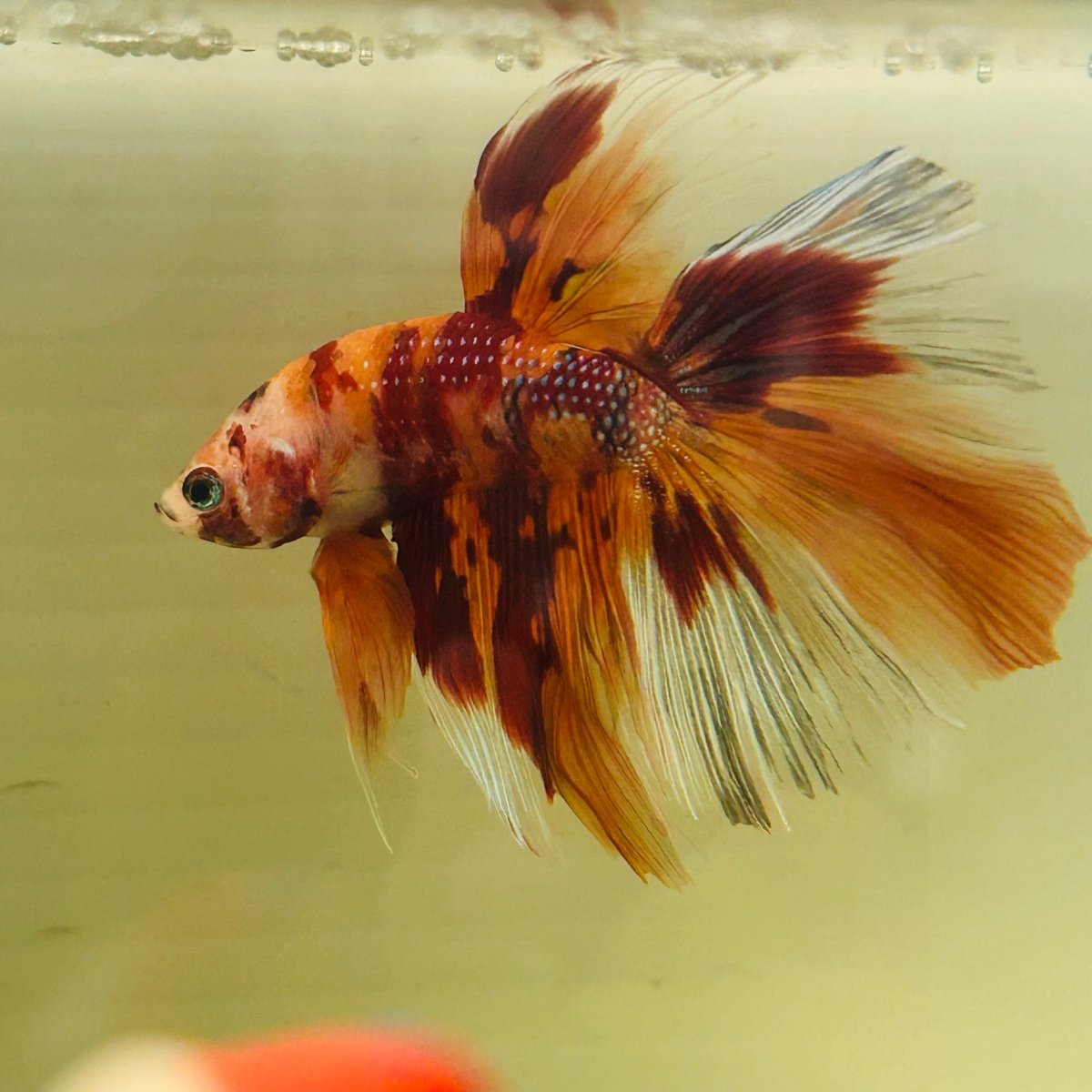Koi Nemo Halfmoon - Male Betta A105