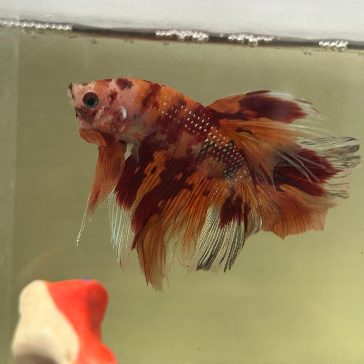 Koi Nemo Halfmoon - Male Betta A105
