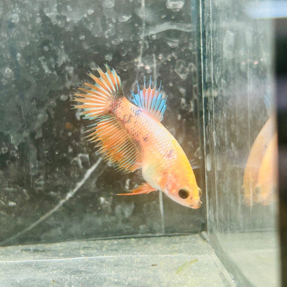 Koi Orange Crowntail - Female Betta 122