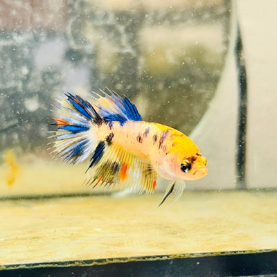 Koi Orange Crowntail - Female Betta 159
