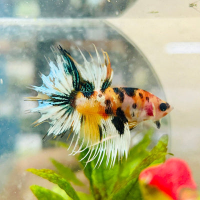 Koi Platinum Crowntail - Male Betta 026