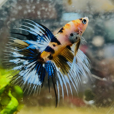 Koi Platinum Crowntail - Male Betta 126 Male betta