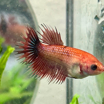 Koi Red Copper Crowntail - Female Betta 060
