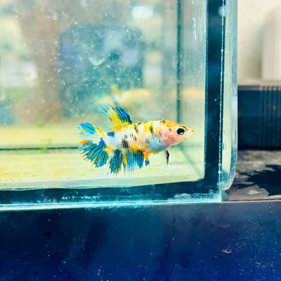Koi Tiger Crowntail - Female Betta Ju26 Female betta