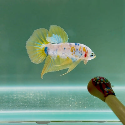 Koi Yellow Base S34 Plakat - Male Betta