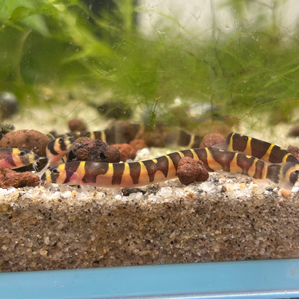 Kuhli Loach