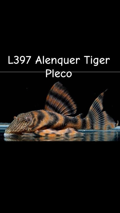 L397 Tiger - Pleco