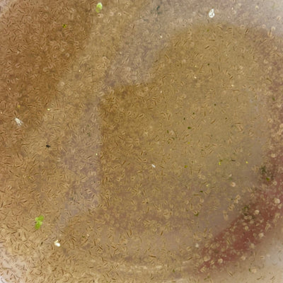 Live Moina Start Up Culture